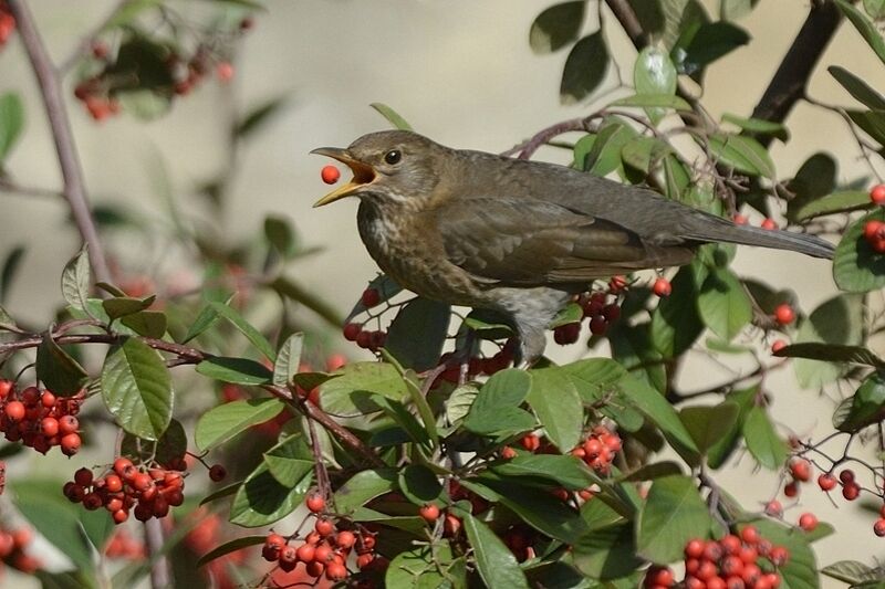 Common Blackbirdadult post breeding