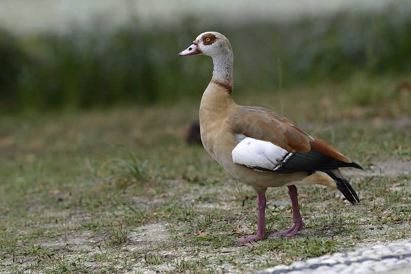 Egyptian Gooseadult, identification