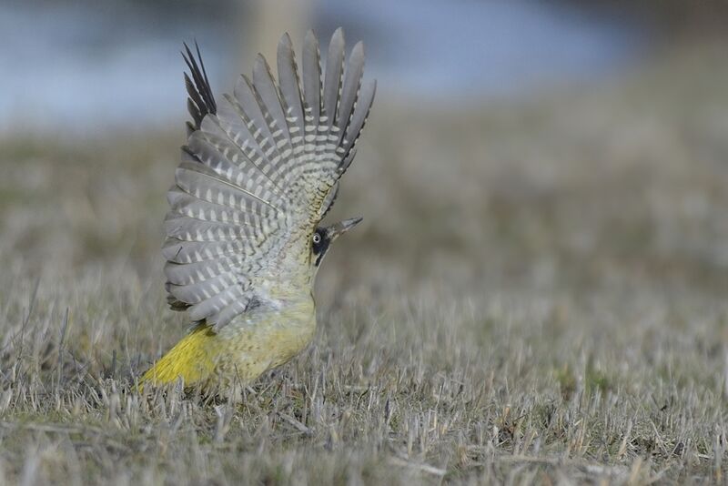 European Green Woodpecker female adult post breeding, Flight