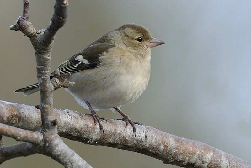 Eurasian Chaffinch female adult