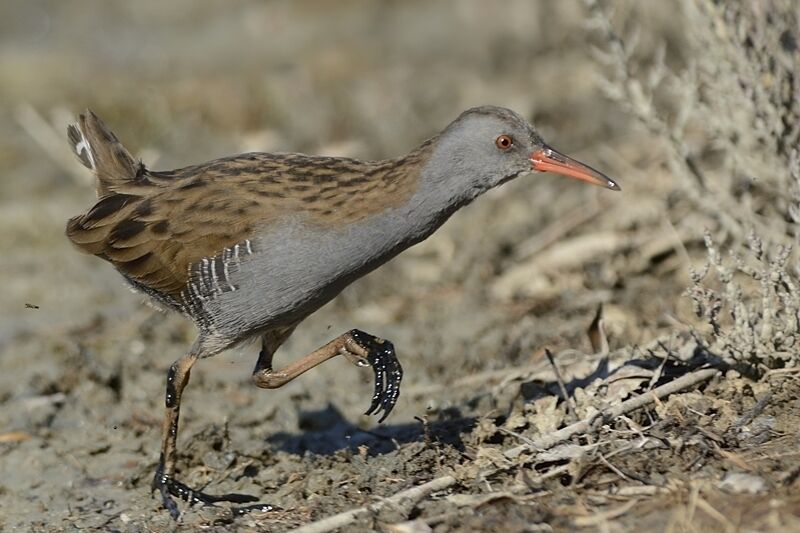 Water Railadult post breeding