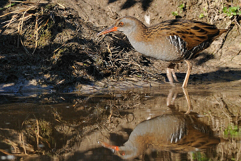 Water Railadult