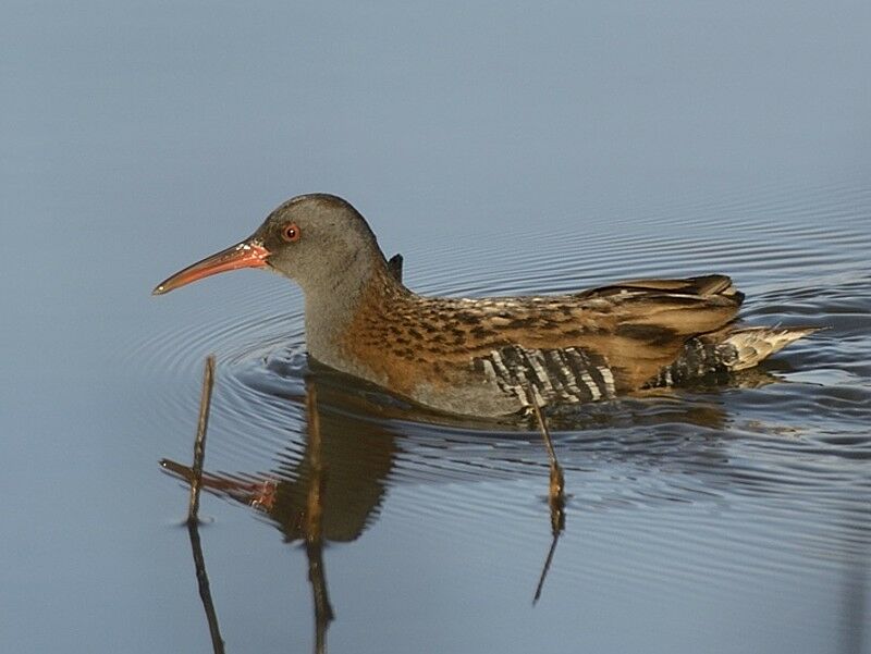 Water Railadult