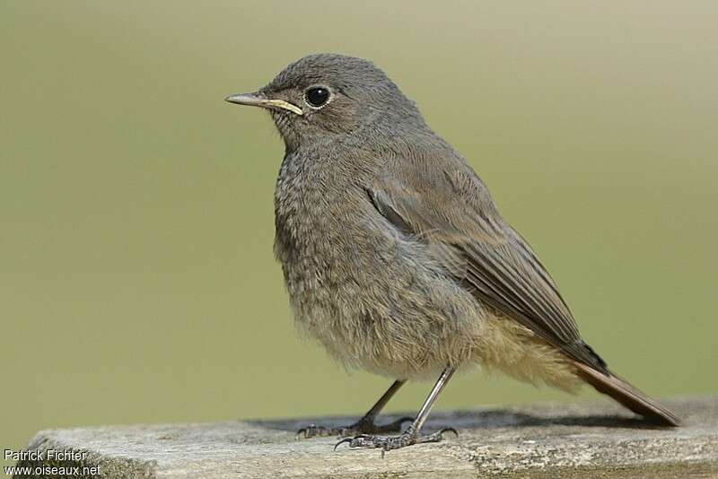 Black RedstartFirst year