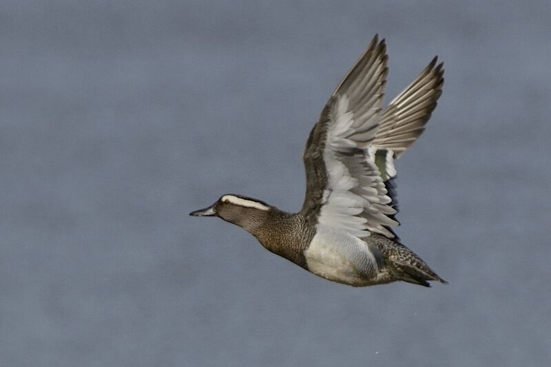 Garganey male adult breeding