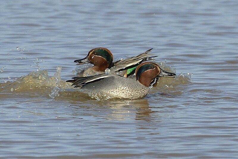 Eurasian Teal male adult