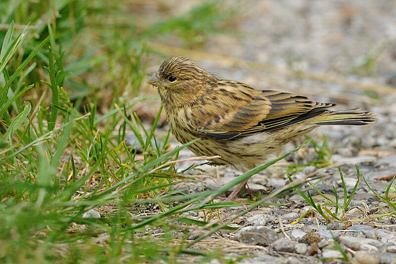 European SerinFirst year