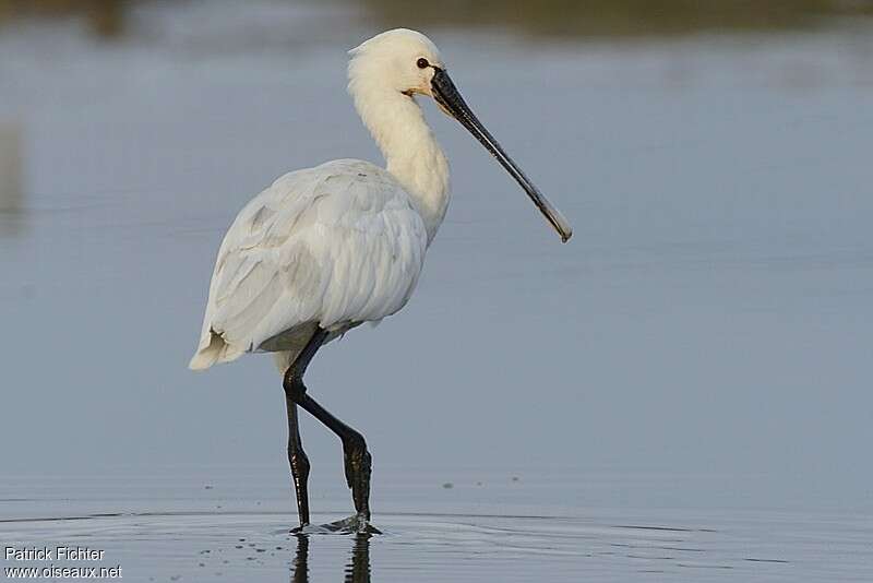 Eurasian Spoonbilladult post breeding, identification