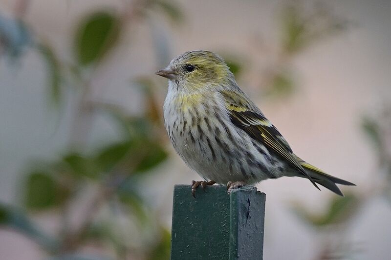 Eurasian Siskin female adult breeding