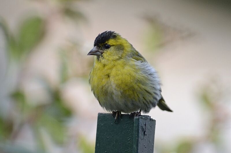 Eurasian Siskin male adult breeding