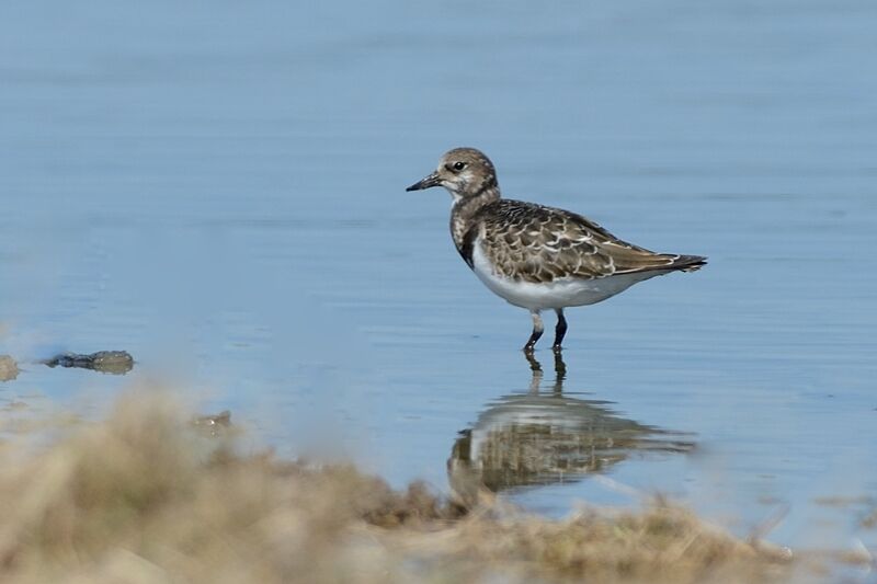 Ruddy Turnstoneadult post breeding