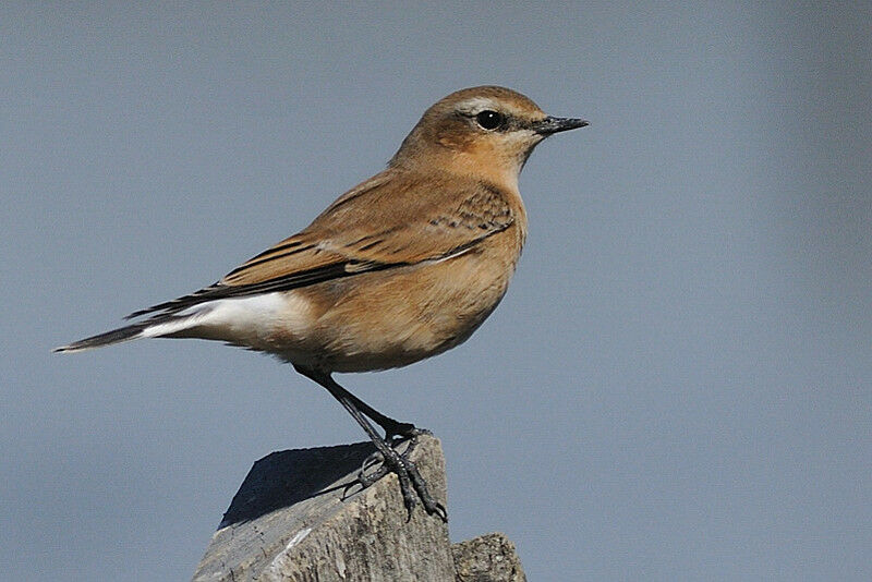 Northern Wheatear female adult