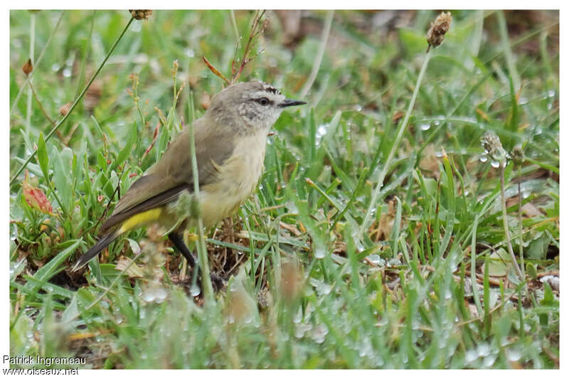 Yellow-rumped Thornbilladult