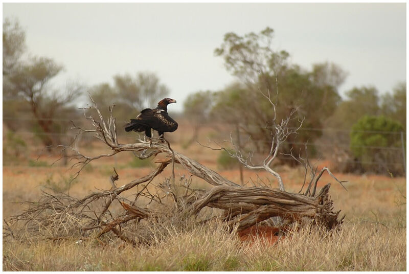 Wedge-tailed Eagle