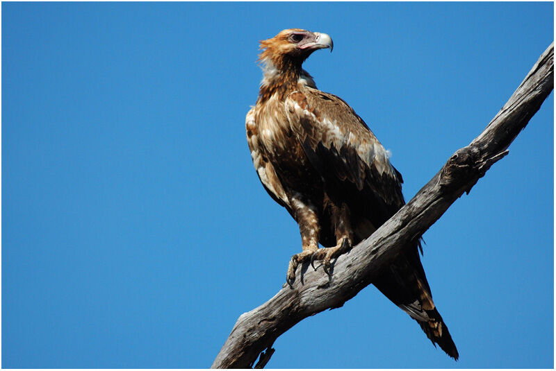 Wedge-tailed Eagleimmature