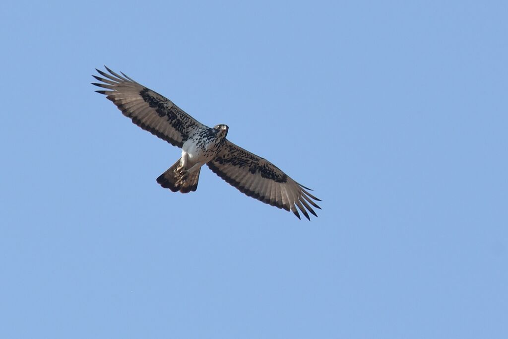 African Hawk-Eagleadult, Flight