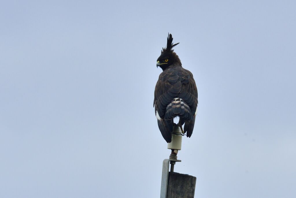 Aigle huppardadulte, portrait
