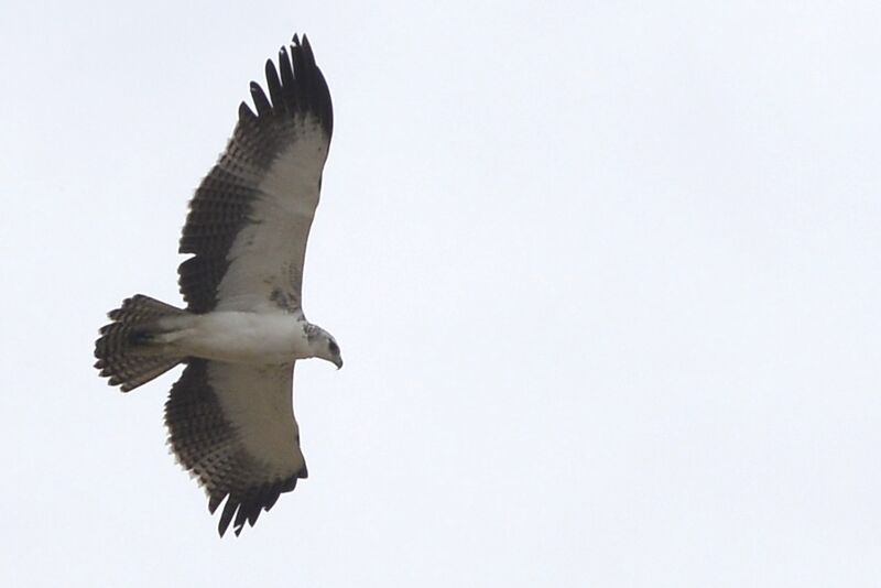 Martial Eagleimmature, Flight