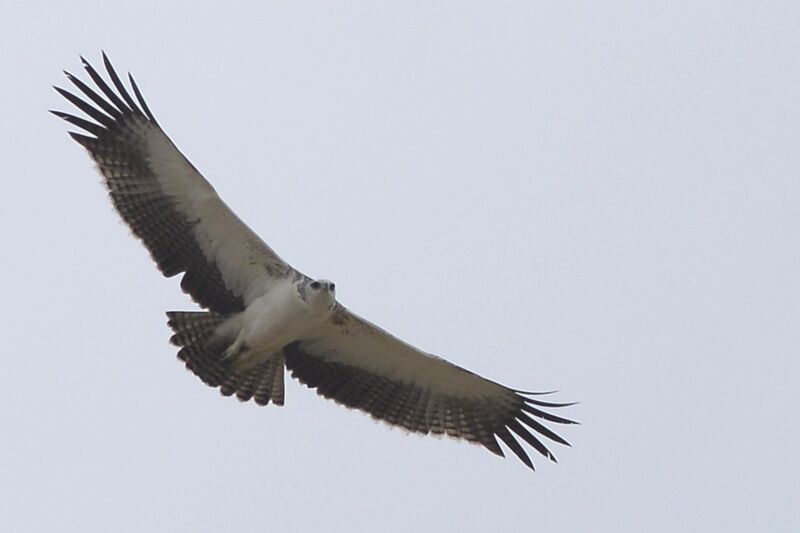 Martial Eagleimmature, Flight