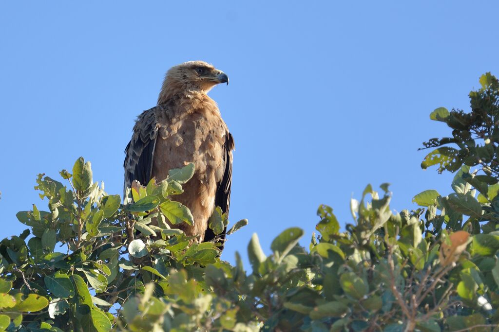 Aigle ravisseur1ère année