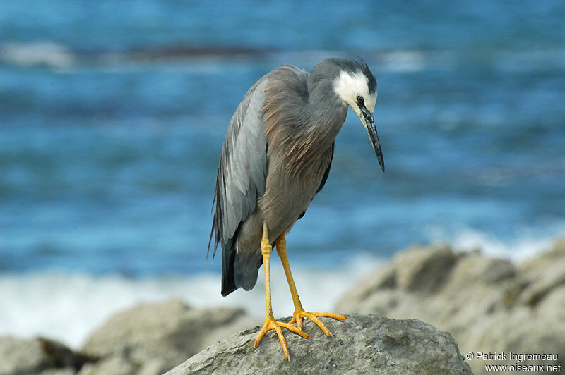 White-faced Heron