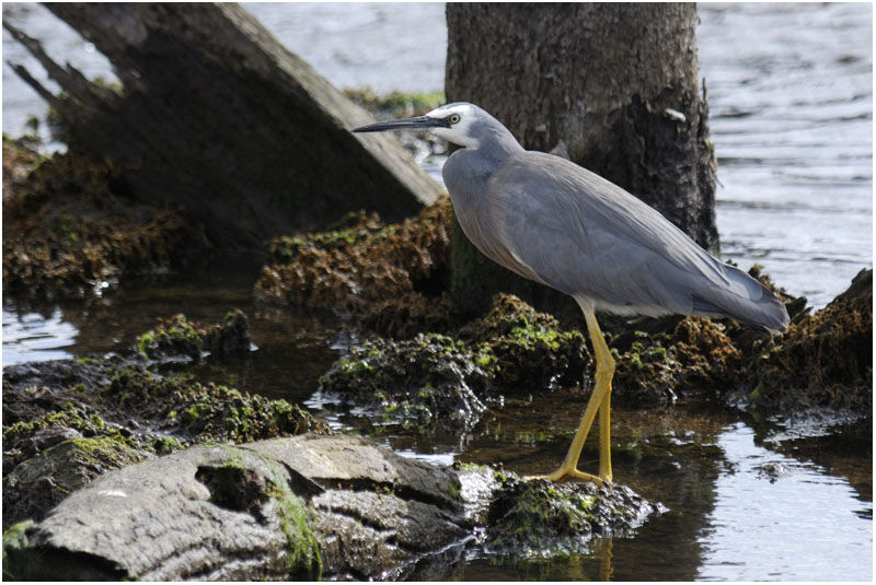 Aigrette à face blancheadulte