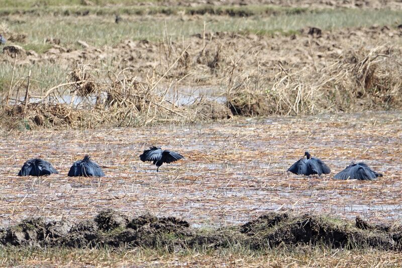 Black Heronadult, feeding habits, fishing/hunting