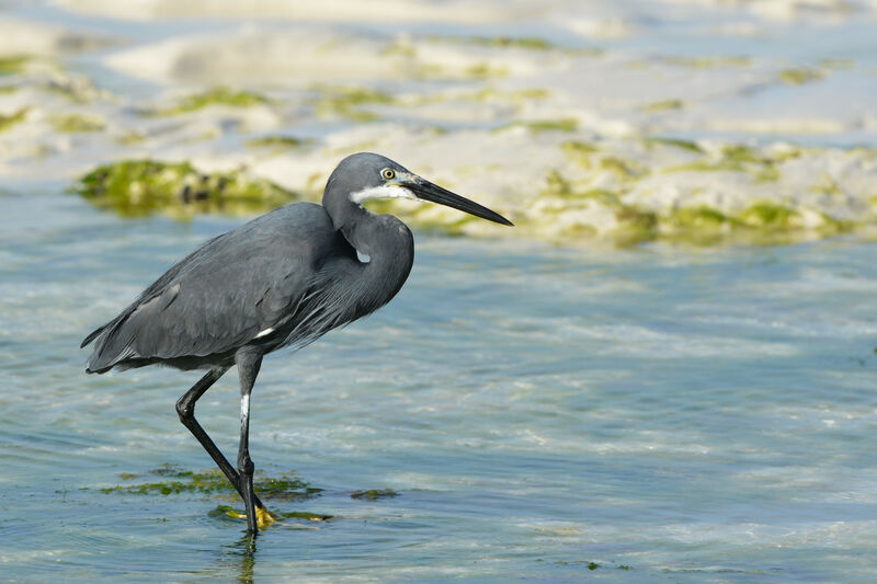 Aigrette dimorpheadulte, portrait