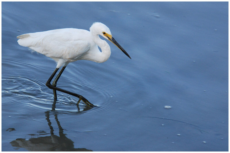 Aigrette garzetteadulte