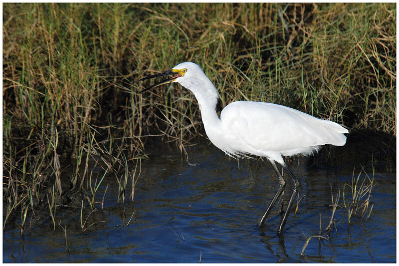 Little Egretadult