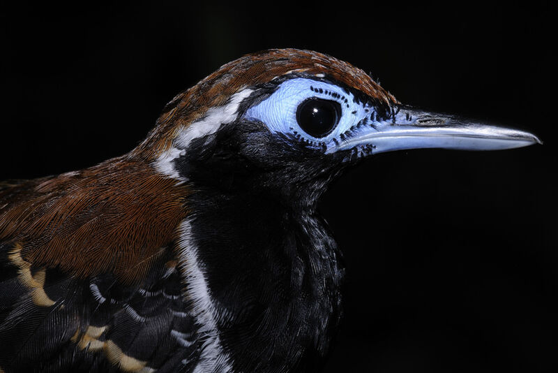 Ferruginous-backed Antbird male adult