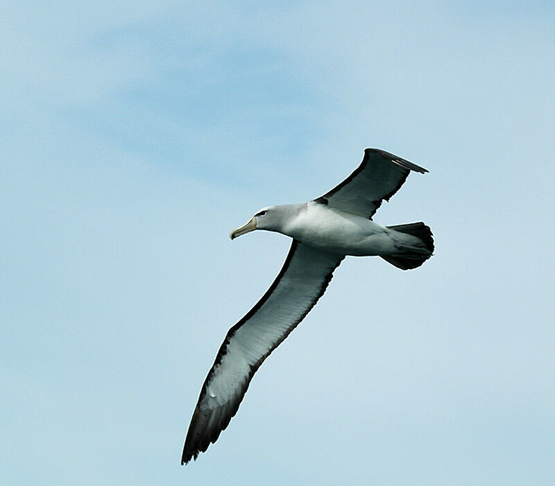 Albatros de Salvin