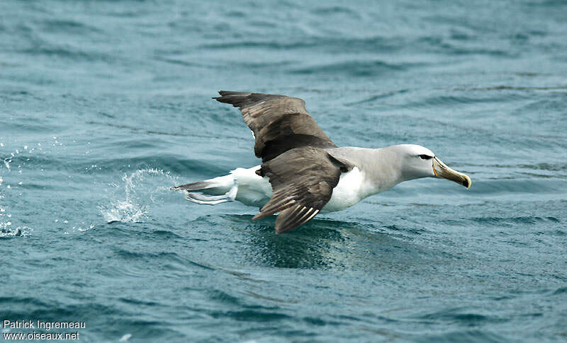 Salvin's Albatross, Flight