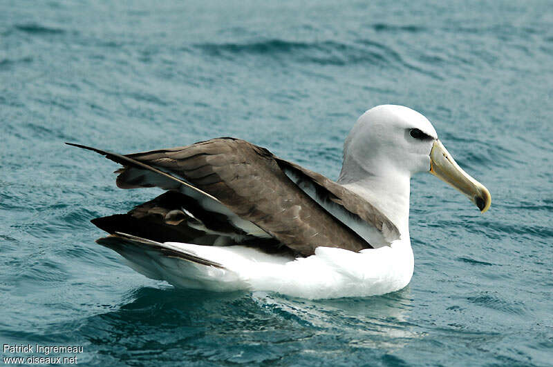 Albatros de Salvin