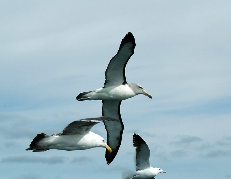 Albatros de Salvin