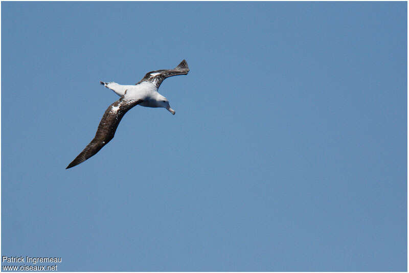 Snowy Albatrossadult, identification