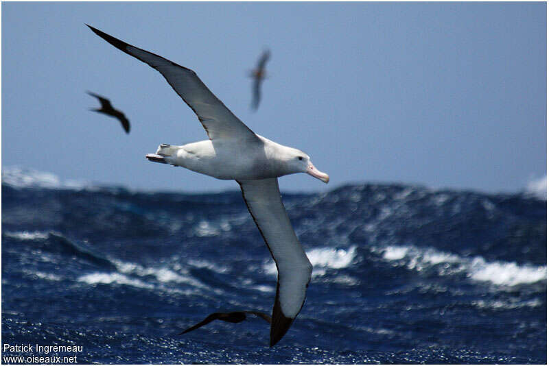 Snowy Albatrossadult, pigmentation, Flight
