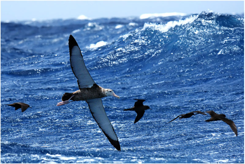 Albatros hurleurimmature