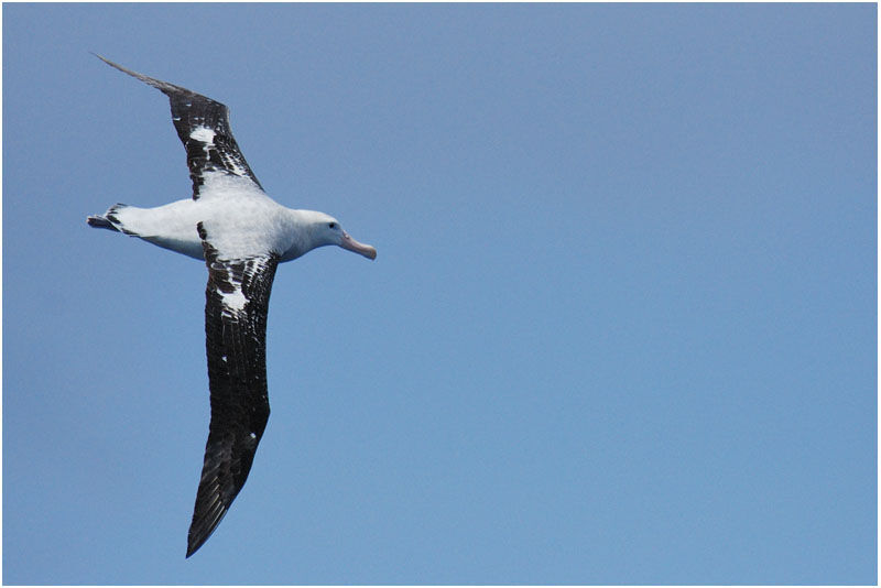 Snowy Albatross