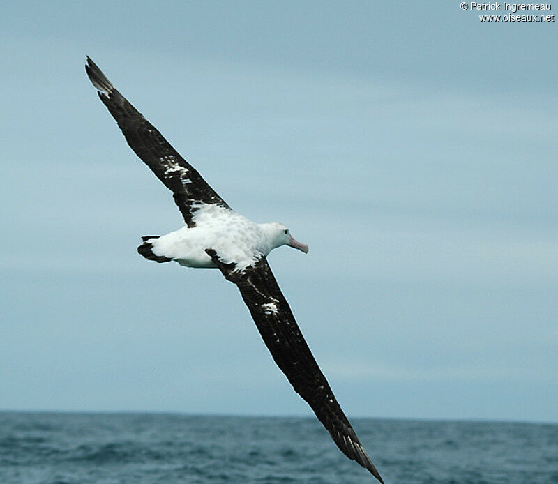 Albatros hurleur