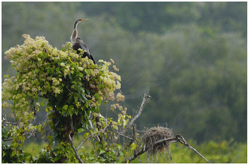 Anhinga d'Amériqueadulte