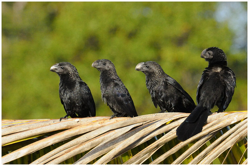 Smooth-billed Ani