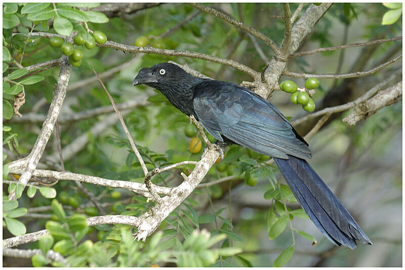 Ani des palétuviersadulte, identification