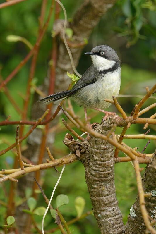 Bar-throated Apalisadult