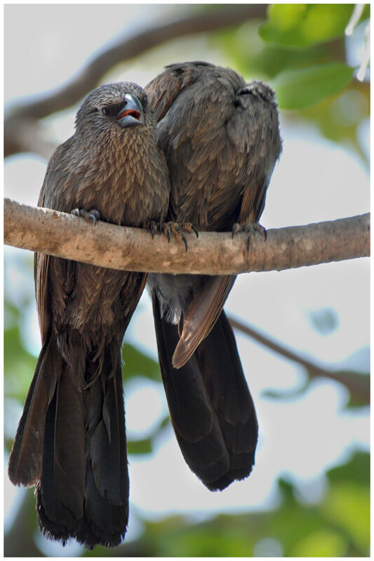 Apostlebird