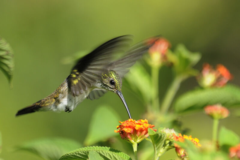 Plain-bellied Emeraldadult