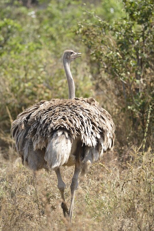 Common Ostrich female adult