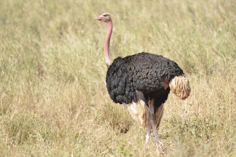 Common Ostrich male adult