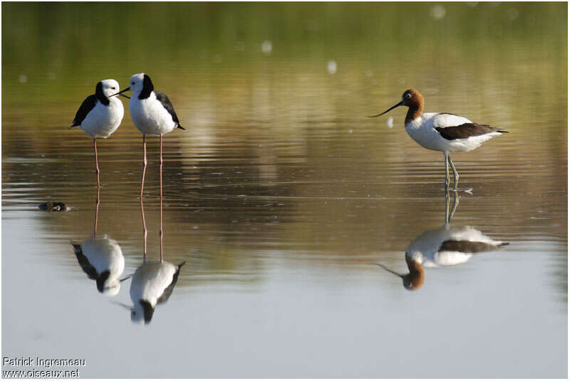 Avocette d'Australieadulte