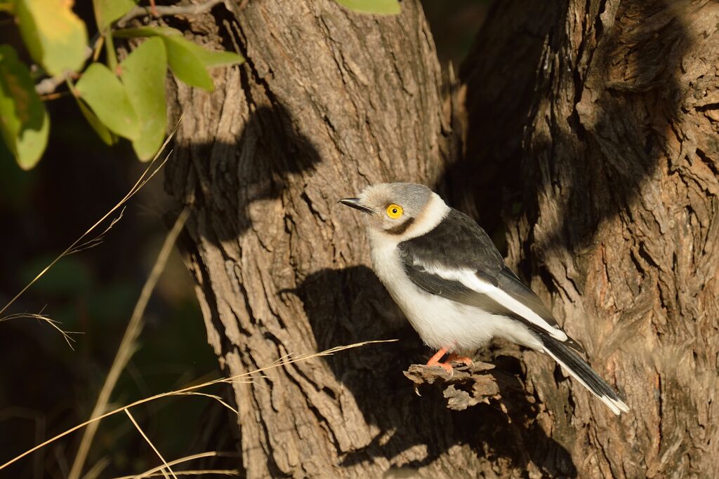 White-crested Helmetshrike